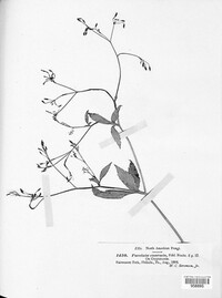 Puccinia enormis image